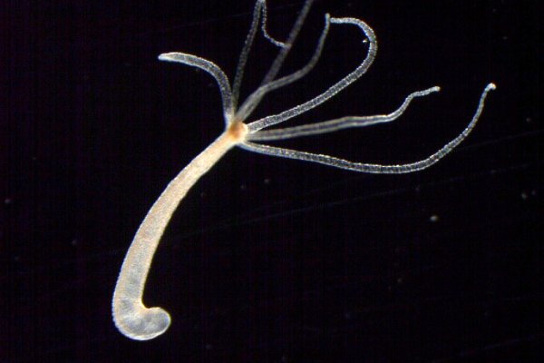 Кракен ссылка bazaonion com